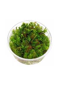 Ukážkový NEPREDAJNÝ produkt Rotala wallichii Obrázok pre Ukážkový NEPREDAJNÝ produkt Rotala wallichii